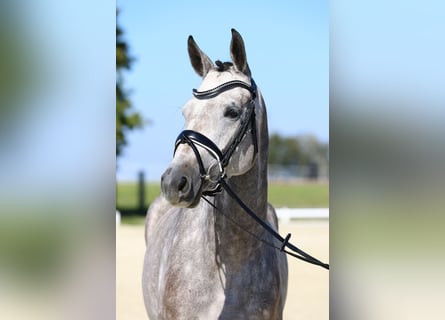 Caballo de deporte alemán, Yegua, 4 años, 163 cm, Tordo