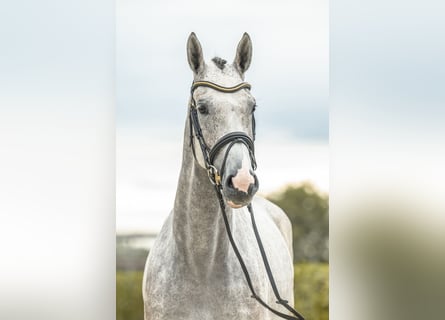 Caballo de deporte alemán, Yegua, 4 años, 163 cm, Tordo