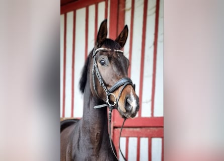 Caballo de deporte alemán, Yegua, 4 años, 164 cm, Castaño oscuro