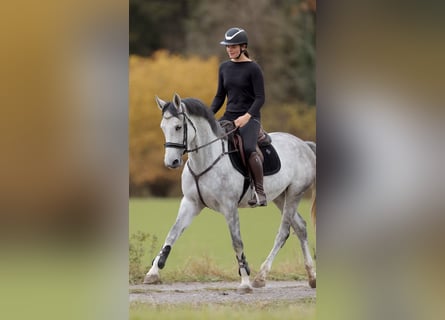 Caballo de deporte alemán, Yegua, 4 años, 164 cm, Tordo rodado