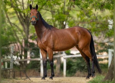 Caballo de deporte alemán, Yegua, 4 años, 165 cm, Castaño