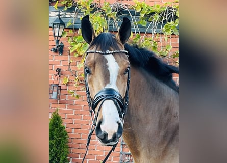 Caballo de deporte alemán, Yegua, 4 años, 165 cm, Castaño