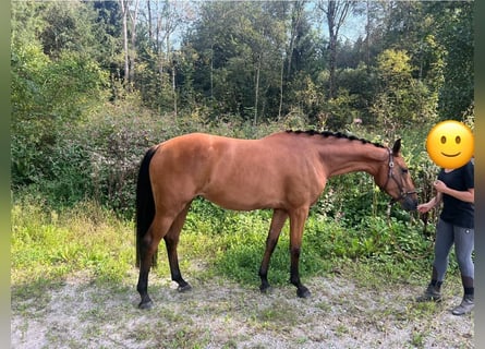 Caballo de deporte alemán, Yegua, 4 años, 165 cm, Castaño