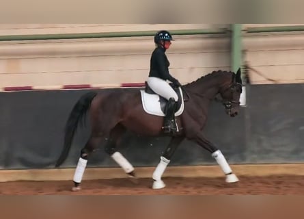 Caballo de deporte alemán, Yegua, 4 años, 165 cm, Castaño oscuro
