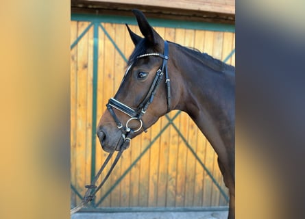 Caballo de deporte alemán, Yegua, 4 años, 165 cm, Castaño oscuro