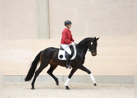 Caballo de deporte alemán, Yegua, 4 años, 165 cm, Morcillo