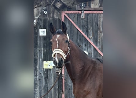 Caballo de deporte alemán, Yegua, 4 años, 166 cm, Castaño