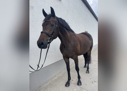 Caballo de deporte alemán, Yegua, 4 años, 166 cm, Castaño oscuro