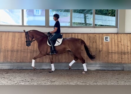 Caballo de deporte alemán, Yegua, 4 años, 167 cm, Alazán