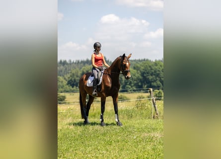 Caballo de deporte alemán, Yegua, 4 años, 167 cm, Castaño