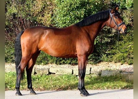 Caballo de deporte alemán, Yegua, 4 años, 167 cm, Castaño
