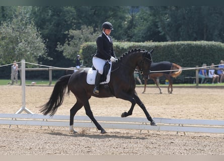 Caballo de deporte alemán, Yegua, 4 años, 167 cm, Morcillo