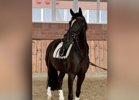 Caballo de deporte alemán, Yegua, 4 años, 167 cm, Negro