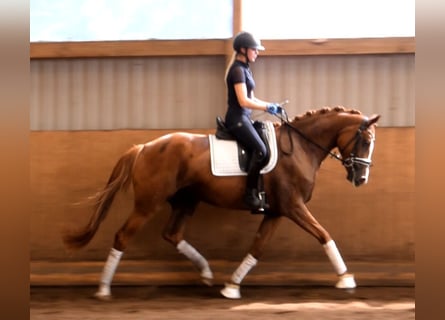 Caballo de deporte alemán, Yegua, 4 años, 168 cm, Alazán