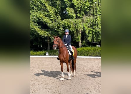 Caballo de deporte alemán, Yegua, 4 años, 168 cm, Alazán