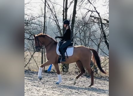 Caballo de deporte alemán, Yegua, 4 años, 168 cm, Alazán