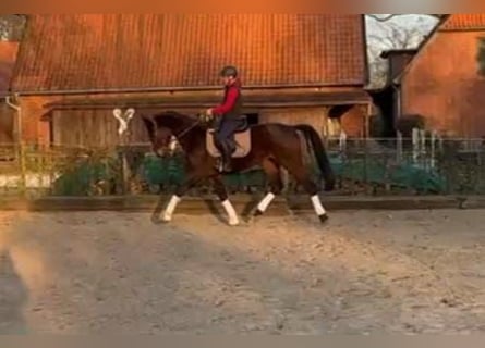 Caballo de deporte alemán, Yegua, 4 años, 168 cm, Castaño