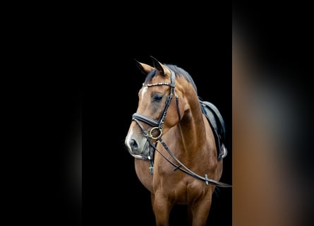 Caballo de deporte alemán, Yegua, 4 años, 168 cm, Castaño