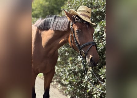 Caballo de deporte alemán, Yegua, 4 años, 168 cm, Castaño