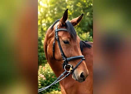 Caballo de deporte alemán, Yegua, 4 años, 168 cm, Castaño