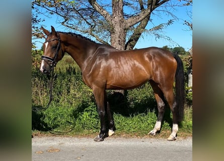 Caballo de deporte alemán, Yegua, 4 años, 168 cm, Castaño