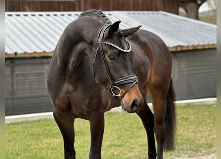 Caballo de deporte alemán, Yegua, 4 años, 168 cm, Castaño oscuro