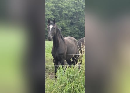 Caballo de deporte alemán, Yegua, 4 años, 168 cm, Castaño oscuro