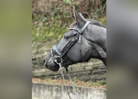 Caballo de deporte alemán, Yegua, 4 años, 168 cm, Castaño oscuro