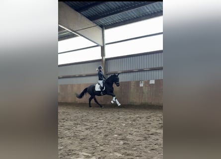 Caballo de deporte alemán, Yegua, 4 años, 168 cm, Morcillo
