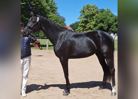 Caballo de deporte alemán, Yegua, 4 años, 168 cm, Negro