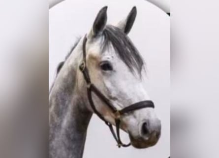 Caballo de deporte alemán, Yegua, 4 años, 168 cm, Tordo