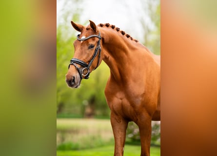 Caballo de deporte alemán, Yegua, 4 años, 169 cm, Alazán-tostado