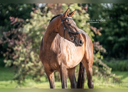 Caballo de deporte alemán, Yegua, 4 años, 169 cm, Castaño