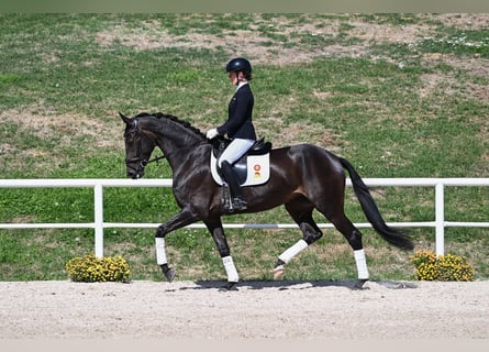 Caballo de deporte alemán, Yegua, 4 años, 169 cm, Castaño oscuro