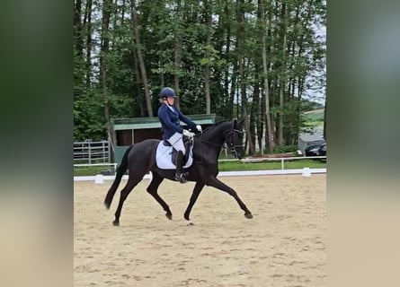Caballo de deporte alemán, Yegua, 4 años, 169 cm, Negro