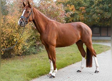 Caballo de deporte alemán, Yegua, 4 años, 170 cm, Alazán