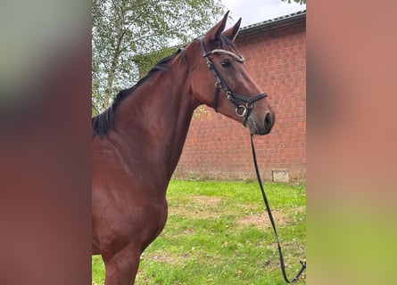 Caballo de deporte alemán, Yegua, 4 años, 170 cm, Castaño