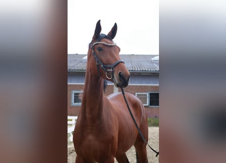 Caballo de deporte alemán, Yegua, 4 años, 170 cm, Castaño