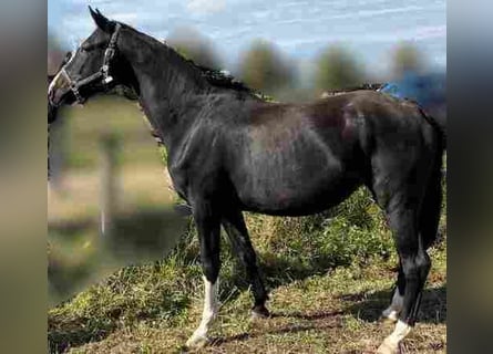Caballo de deporte alemán, Yegua, 4 años, 170 cm, Negro