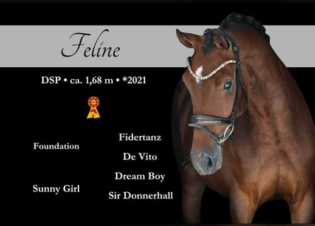 Caballo de deporte alemán, Yegua, 4 años, 171 cm, Castaño
