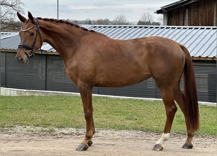 Caballo de deporte alemán, Yegua, 4 años, 172 cm, Alazán
