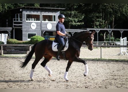 Caballo de deporte alemán, Yegua, 4 años, 172 cm, Castaño