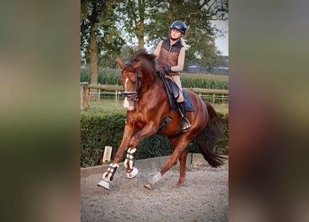 Caballo de deporte alemán, Yegua, 4 años, 175 cm, Alazán-tostado