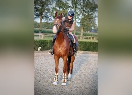 Caballo de deporte alemán, Yegua, 4 años, 175 cm, Alazán-tostado