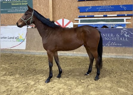 Caballo de deporte alemán, Yegua, 4 años, 175 cm, Castaño oscuro