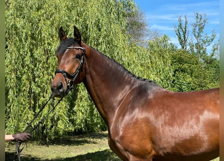 Caballo de deporte alemán, Yegua, 4 años, 176 cm, Castaño