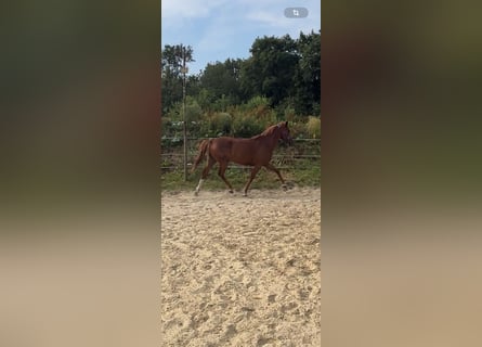 Caballo de deporte alemán, Yegua, 5 años, 157 cm, Alazán