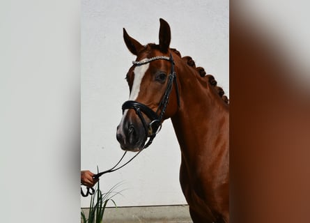 Caballo de deporte alemán, Yegua, 5 años, 160 cm, Alazán