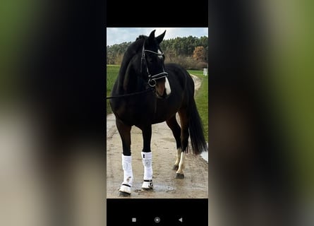 Caballo de deporte alemán, Yegua, 5 años, 162 cm, Castaño