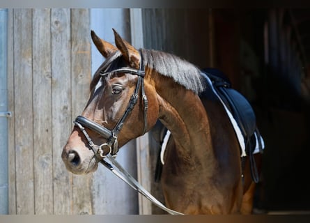 Caballo de deporte alemán, Yegua, 5 años, 164 cm, Castaño oscuro